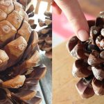 Die verborgene Kraft der Pinienkerne: Vorteile, Nährwert und Verwendung