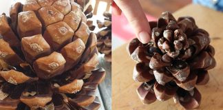 Die verborgene Kraft der Pinienkerne: Vorteile, Nährwert und Verwendung