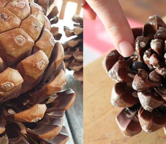 Die verborgene Kraft der Pinienkerne: Vorteile, Nährwert und Verwendung