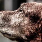 10 Arten, wie dein Hund dir seine Liebe zeigt