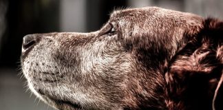 10 Arten, wie dein Hund dir seine Liebe zeigt