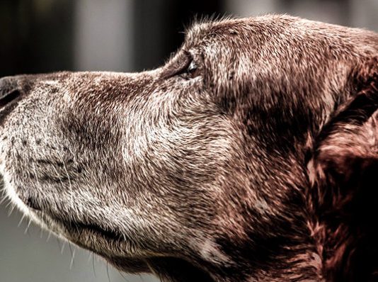 10 Arten, wie dein Hund dir seine Liebe zeigt
