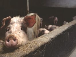 Wenn Schlachthöfe Glaswände hätten, wären wir alle Vegetarier!