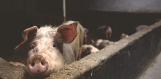 Wenn Schlachthöfe Glaswände hätten, wären wir alle Vegetarier!