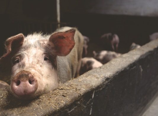 Wenn Schlachthöfe Glaswände hätten, wären wir alle Vegetarier!
