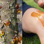 Die wahre Kraft eines vergessenen Naturharzes