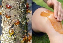 Die wahre Kraft eines vergessenen Naturharzes