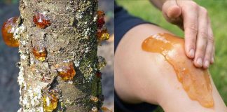 Die wahre Kraft eines vergessenen Naturharzes