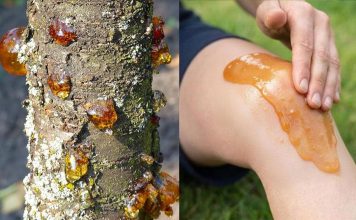 Die wahre Kraft eines vergessenen Naturharzes