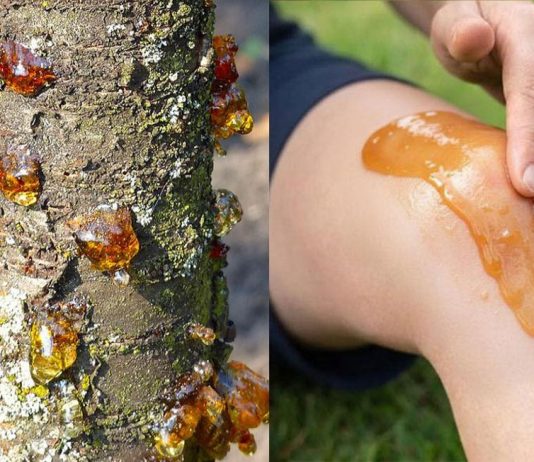 Die wahre Kraft eines vergessenen Naturharzes