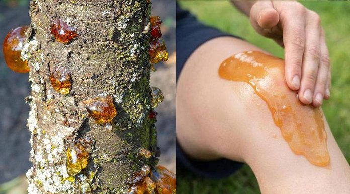 Die wahre Kraft eines vergessenen Naturharzes