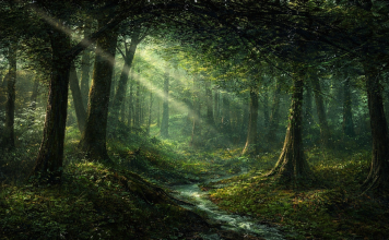 Der keltische Baumkreis Das uralte Horoskop der 36 Bäume und ihrer Ur-Kräfte