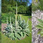 Die uralte Kraft der Königskerzenfackel Wie eine Wildpflanze einst Licht, Schutz und praktische Stärke schenkte