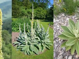 Die uralte Kraft der Königskerzenfackel Wie eine Wildpflanze einst Licht, Schutz und praktische Stärke schenkte
