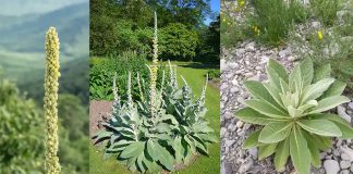 Die uralte Kraft der Königskerzenfackel Wie eine Wildpflanze einst Licht, Schutz und praktische Stärke schenkte