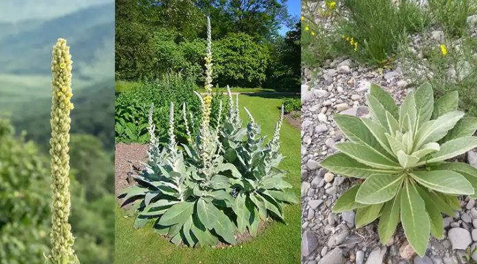 Die uralte Kraft der Königskerzenfackel Wie eine Wildpflanze einst Licht, Schutz und praktische Stärke schenkte