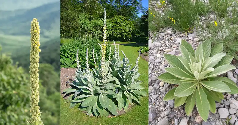 mullein