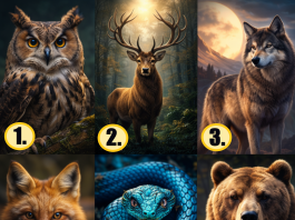Dein Lieblings-Waldtier kann viel über deinen Charakter erzählen