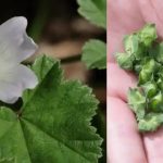 Zwergmalve (Malva neglecta): Ein wahres Kraftpaket an gesundheitlichen Vorteilen und Anwendungsmöglichkeiten