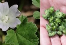 Zwergmalve (Malva neglecta): Ein wahres Kraftpaket an gesundheitlichen Vorteilen und Anwendungsmöglichkeiten