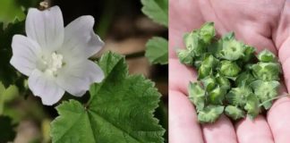 Zwergmalve (Malva neglecta): Ein wahres Kraftpaket an gesundheitlichen Vorteilen und Anwendungsmöglichkeiten