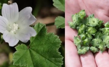 Zwergmalve (Malva neglecta): Ein wahres Kraftpaket an gesundheitlichen Vorteilen und Anwendungsmöglichkeiten