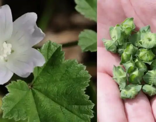 Zwergmalve (Malva neglecta): Ein wahres Kraftpaket an gesundheitlichen Vorteilen und Anwendungsmöglichkeiten