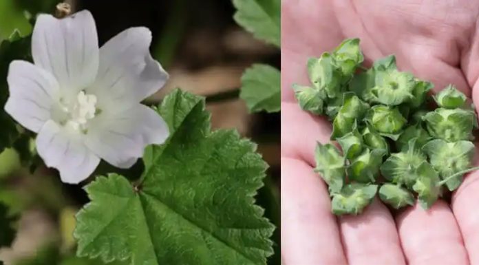 Zwergmalve (Malva neglecta): Ein wahres Kraftpaket an gesundheitlichen Vorteilen und Anwendungsmöglichkeiten