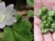 Zwergmalve (Malva neglecta): Ein wahres Kraftpaket an gesundheitlichen Vorteilen und Anwendungsmöglichkeiten