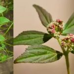 Euphorbia hirta: 30 mögliche Vorteile und sichere Anwendung