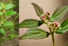 Euphorbia hirta: 30 mögliche Vorteile und sichere Anwendung