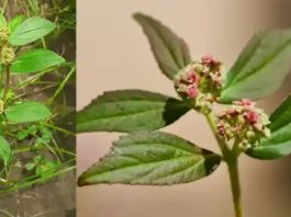 Euphorbia hirta: 30 mögliche Vorteile und sichere Anwendung