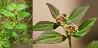 Euphorbia hirta: 30 mögliche Vorteile und sichere Anwendung