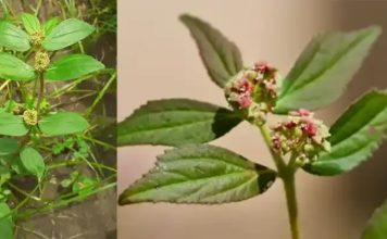 Euphorbia hirta: 30 mögliche Vorteile und sichere Anwendung