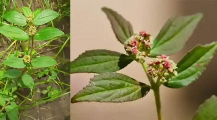 Euphorbia hirta: 30 mögliche Vorteile und sichere Anwendung