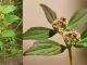 Euphorbia hirta: 30 mögliche Vorteile und sichere Anwendung