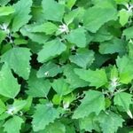 Weißer Gänsefuß/Wilder Spinat: Das unterschätzte Superfood mit maximalem gesundheitlichem Nutzen