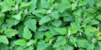 Weißer Gänsefuß/Wilder Spinat: Das unterschätzte Superfood mit maximalem gesundheitlichem Nutzen