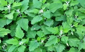 Weißer Gänsefuß/Wilder Spinat: Das unterschätzte Superfood mit maximalem gesundheitlichem Nutzen