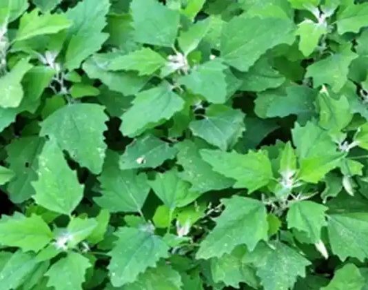 Weißer Gänsefuß/Wilder Spinat: Das unterschätzte Superfood mit maximalem gesundheitlichem Nutzen