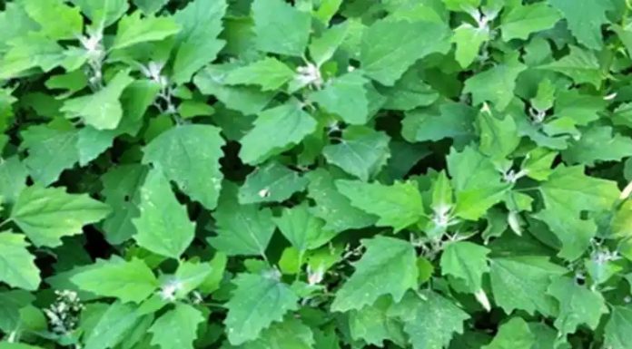 Weißer Gänsefuß/Wilder Spinat: Das unterschätzte Superfood mit maximalem gesundheitlichem Nutzen