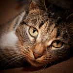 Katzen haben eine Mission – sie sind die geheimnisvollen Beschützer unseres Lebens