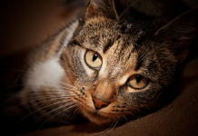 Katzen haben eine Mission – sie sind die geheimnisvollen Beschützer unseres Lebens