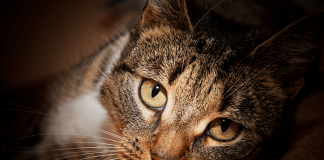 Katzen haben eine Mission – sie sind die geheimnisvollen Beschützer unseres Lebens