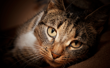 Katzen haben eine Mission – sie sind die geheimnisvollen Beschützer unseres Lebens