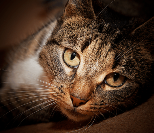 Katzen haben eine Mission – sie sind die geheimnisvollen Beschützer unseres Lebens