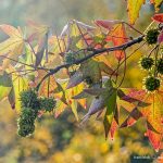Amerikanischer Amberbaum (Liquidambar styraciflua): Der vergessene Heilbaum mit erstaunlicher Geschichte