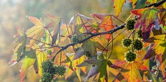 Amerikanischer Amberbaum (Liquidambar styraciflua): Der vergessene Heilbaum mit erstaunlicher Geschichte