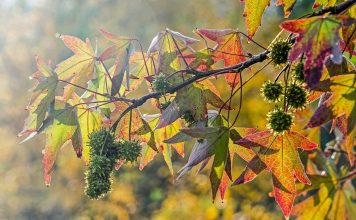 Amerikanischer Amberbaum (Liquidambar styraciflua): Der vergessene Heilbaum mit erstaunlicher Geschichte