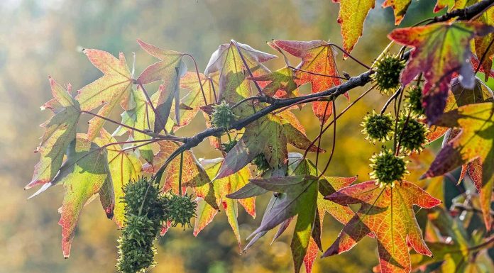 Amerikanischer Amberbaum (Liquidambar styraciflua): Der vergessene Heilbaum mit erstaunlicher Geschichte